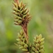 Carex buxbaumii - Photo (c) ksandsman, alguns direitos reservados (CC BY), uploaded by ksandsman