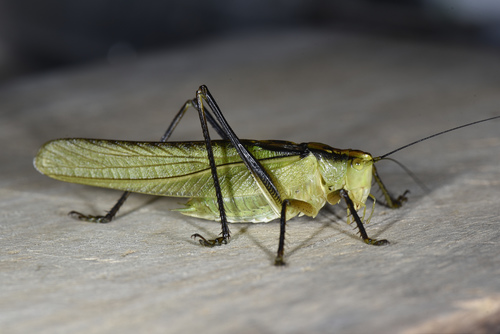 Chinese Green Bush Cricket (Tettigonia chinensis) · iNaturalist