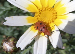 Leptopalpus rostratus