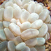 Bubble Coral - Photo (c) 104623964081378888743, some rights reserved (CC BY-NC), uploaded by David R
