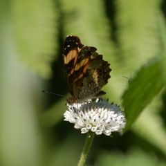 Castilia fulgora