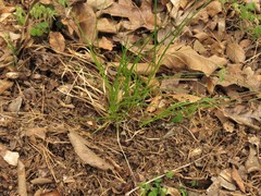 Carex tonsa rugosperma