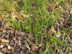 Carex tonsa rugosperma