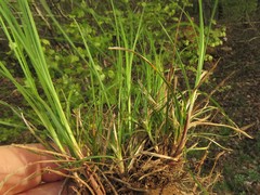Carex tonsa rugosperma
