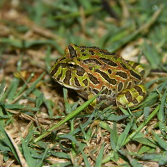 Ceratophrys ornata