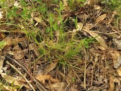 Carex tonsa rugosperma