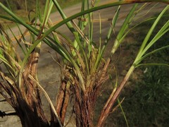 Carex tonsa rugosperma