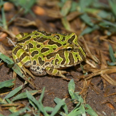 Ceratophrys ornata