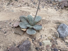 Atrichoseris platyphylla