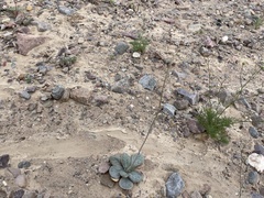 Atrichoseris platyphylla