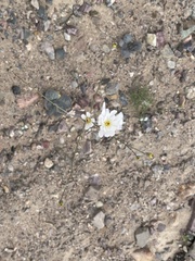 Atrichoseris platyphylla