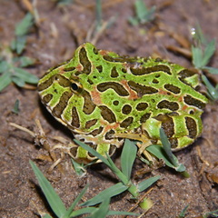 Ceratophrys ornata
