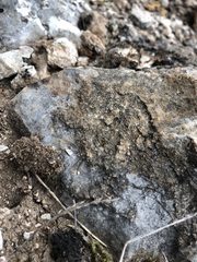 Pyrenodesmia variabilis