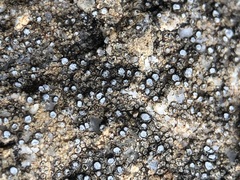 Pyrenodesmia variabilis