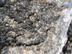 Pyrenodesmia variabilis