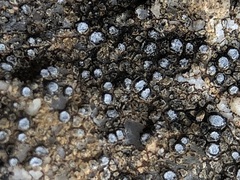 Pyrenodesmia variabilis