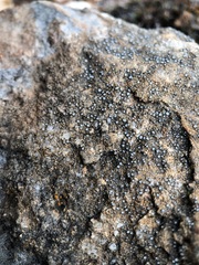 Pyrenodesmia variabilis