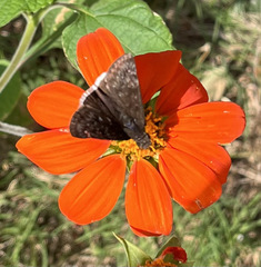 Erynnis