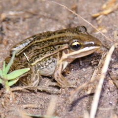 Leptodactylus gracilis