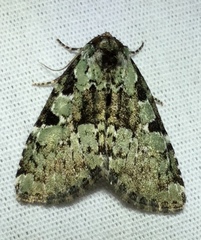 Leuconycta lepidula