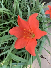Cyrtanthus sanguineus