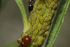 Aphis coreopsidis
