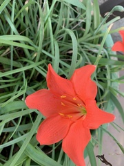 Cyrtanthus sanguineus