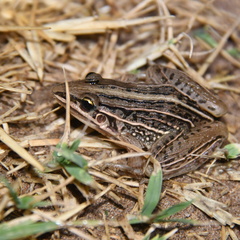Leptodactylus gracilis