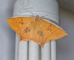 Thinopteryx crocoptera