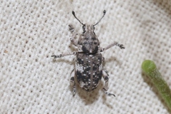 Colecerus marmoratus