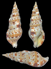 Colubraria muricata