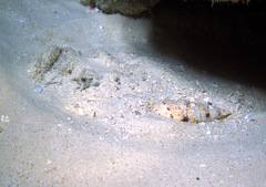 Colubraria muricata