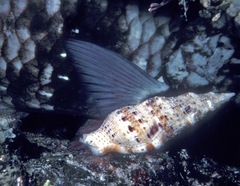 Colubraria muricata