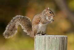 Sciurus carolinensis