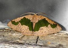 Celenna festivaria