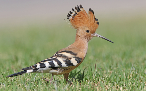 Hop (Upupa epops)