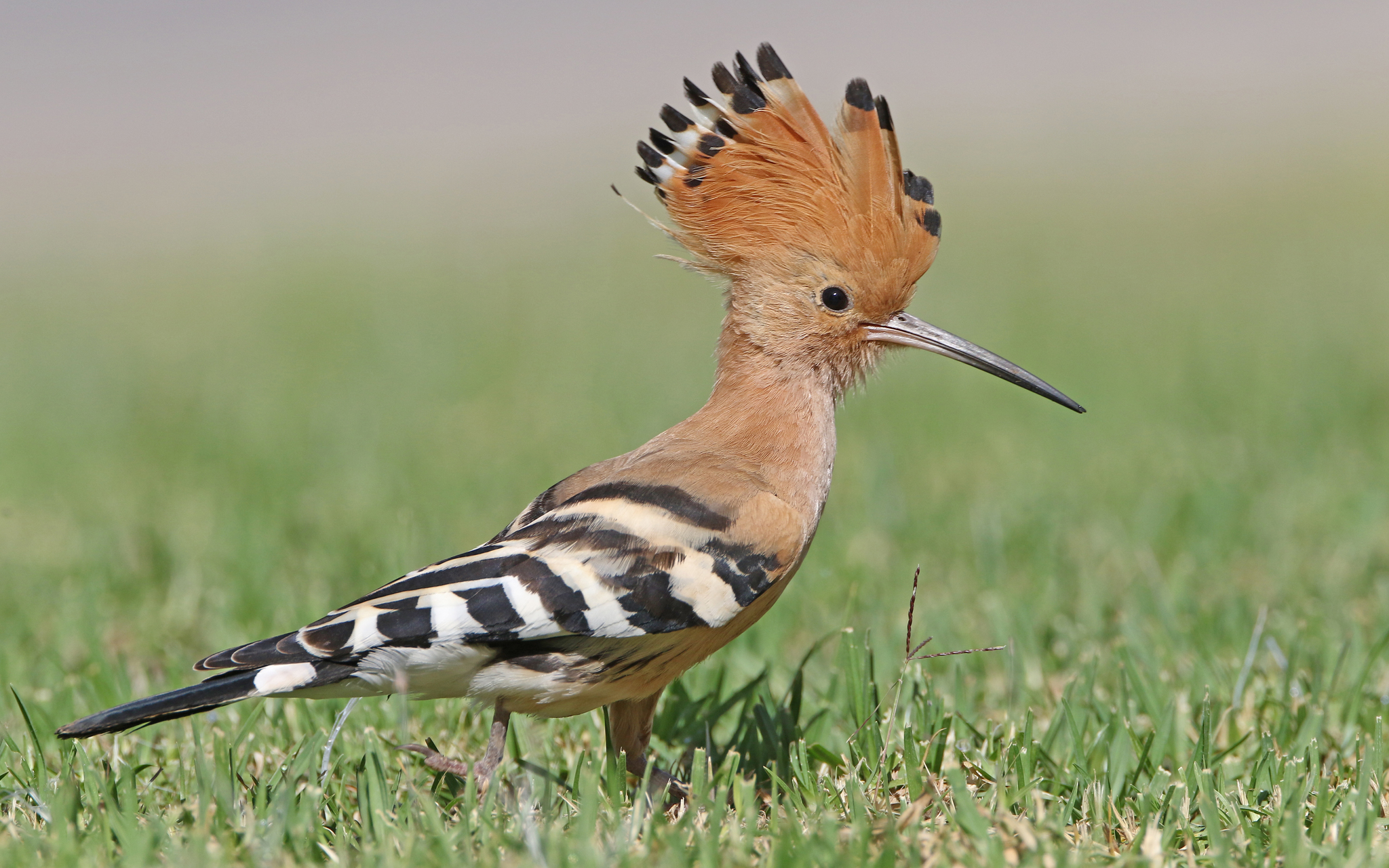 Common Hoopoe (Upupa epops)