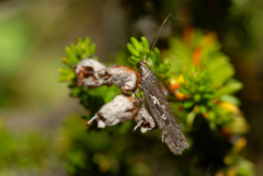 Neofaculta ericetella