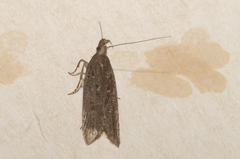 Neofaculta ericetella