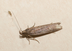 Neofaculta ericetella