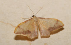 Idaea ostrinaria