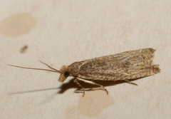Bactra lancealana