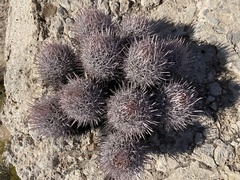 Homalocephala polycephala