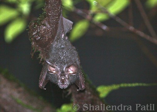 Beddome's Horseshoe Bat
