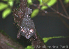 Bedomme's Horseshoe Bat photo 2