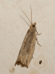 Bactra lancealana