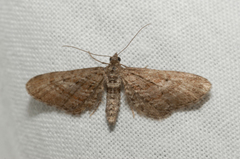 Eupithecia scopariata