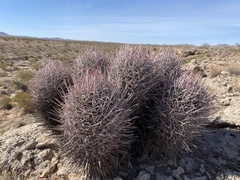 Homalocephala polycephala