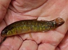Umbra pygmaea