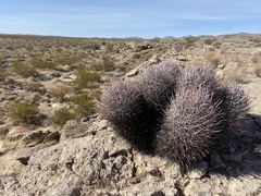 Homalocephala polycephala